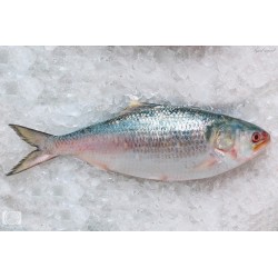 Frozen Whole  Hilsha Fish 1.2k~1.5k Size Per Kg.